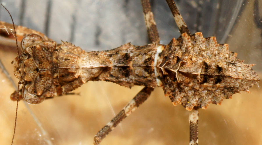 Southern Boxer Bark Mantid (Paraoxypilus tasmaniensis)