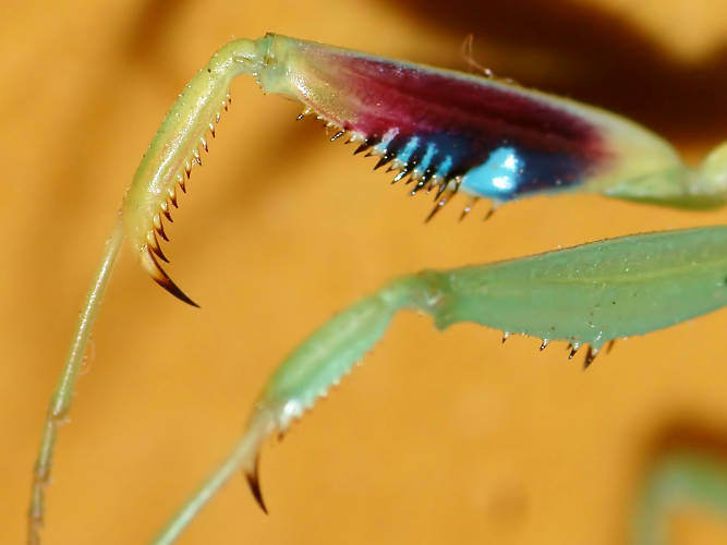 Australian Striped Mantid (Orthodera marginata)