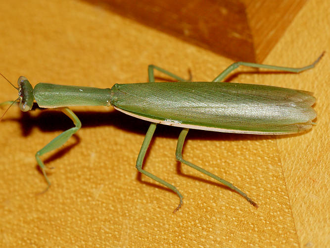 Australian Striped Mantid (Orthodera marginata)