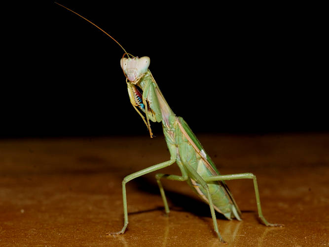 Australian Striped Mantid (Orthodera marginata)