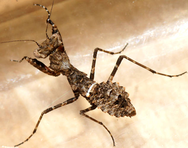 Southern Boxer Bark Mantid (Paraoxypilus tasmaniensis)