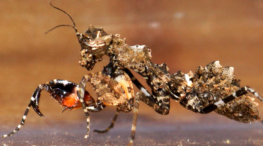 Southern Boxer Bark Mantid (Paraoxypilus tasmaniensis)