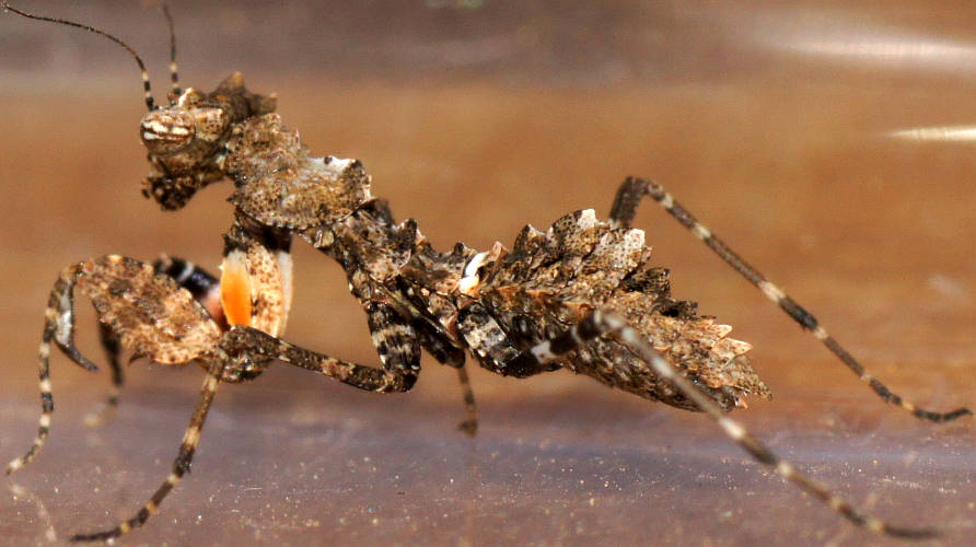 Southern Boxer Bark Mantid (Paraoxypilus tasmaniensis)