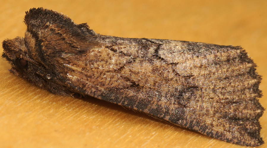 Serrated Crest-moth (Nisista serrata)