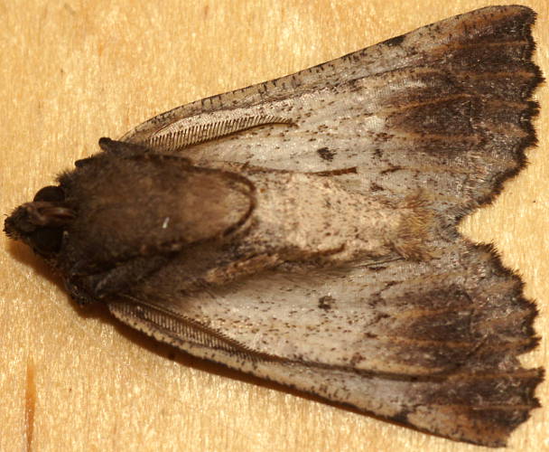 Serrated Crest-moth (Nisista serrata)
