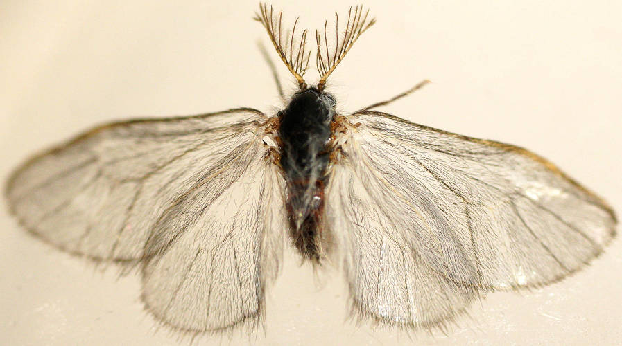 Tiny Case Moth (Psychidae sp ES01)