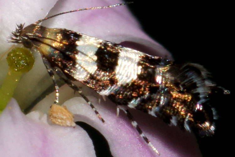 Metallic Sedge Moth (Glyphipterix meteora)