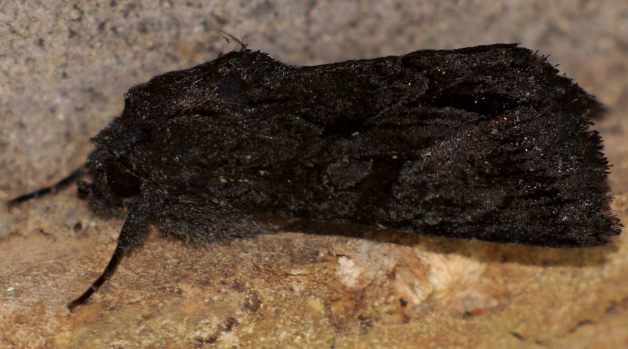 Black Noctuid (Neumichtis nigerrima)