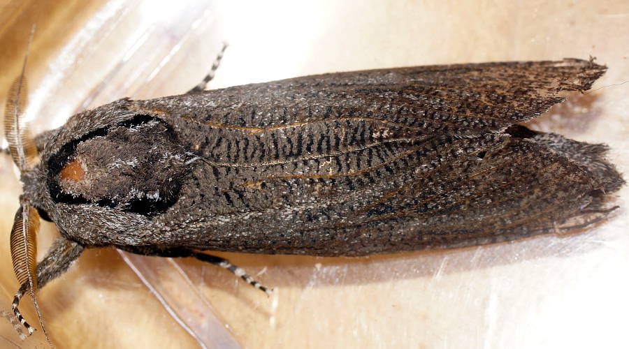 Arid Wood Moth (Endoxyla punctifimbria)