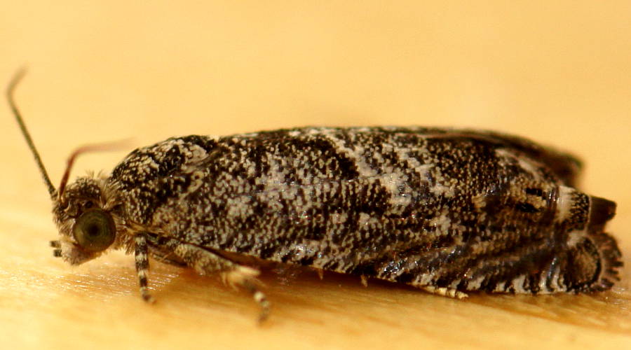 Metallic Leaf Roller (Eucosma sp ES05)