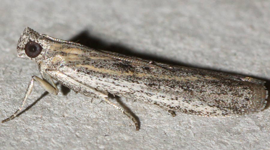Grey Snout Moth (Meyrickiella homosema)