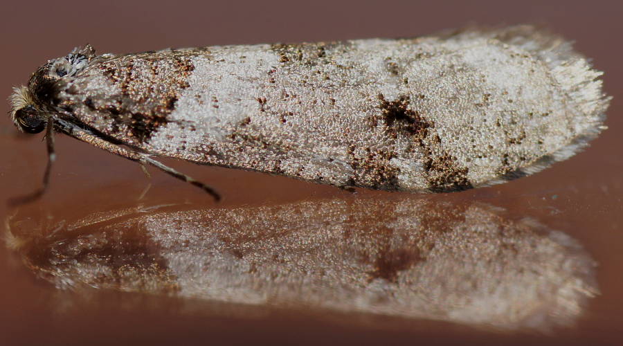 Case Moth (Lepidoscia heliochares)