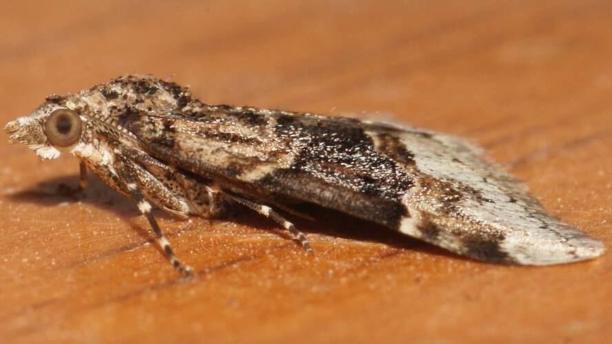 Banded Heath Moth (Dichromodes aristadelpha)