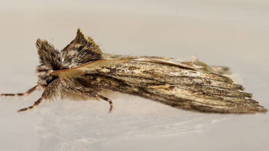 Prominent Zig-zag Moth (Commonia hesychima)