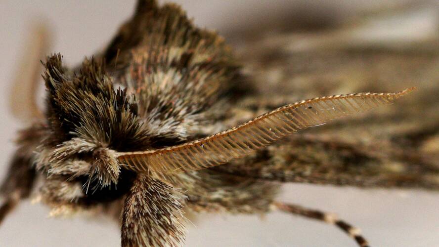 Prominent Zig-zag Moth (Commonia hesychima)