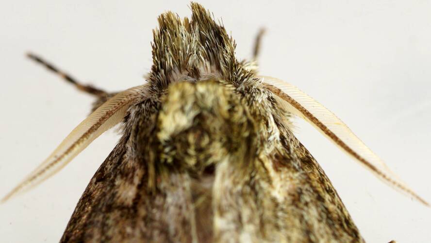 Prominent Zig-zag Moth (Commonia hesychima)