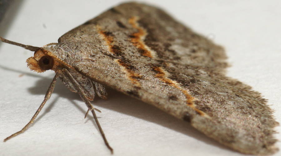 Ochre-headed Taxeotis Moth (Taxeotis exsectaria)