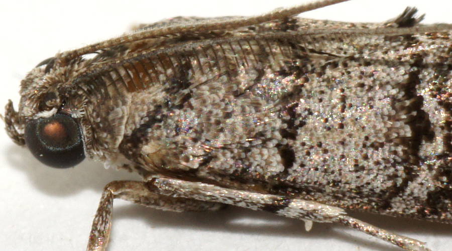 Almella Frass Moth (Ctenomeristis almella)