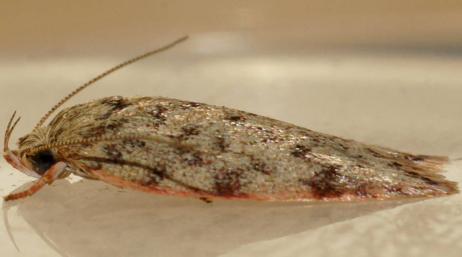 Pink-edged Modest Moth (Garrha absumptella)