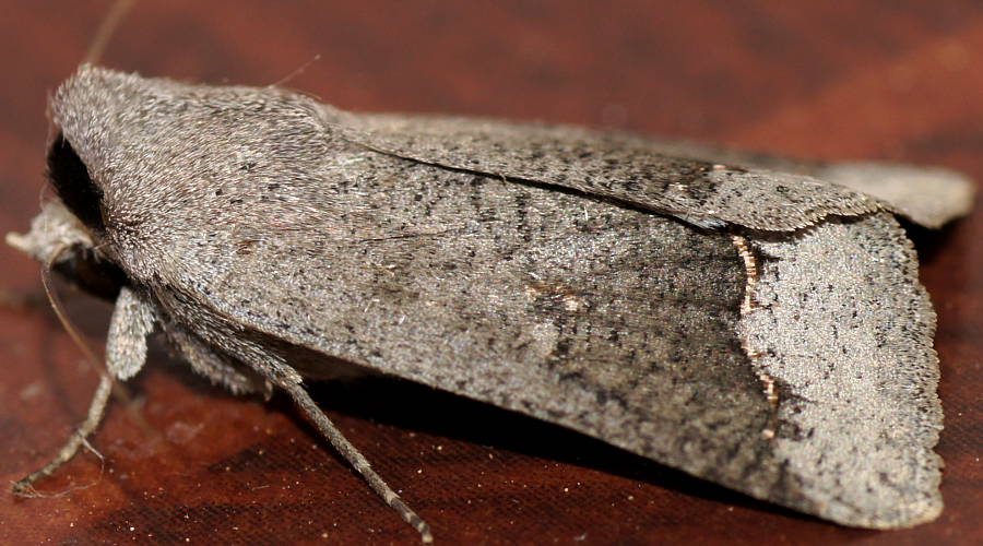 Gold Threaded Panty Moth (Pantydia MoV1)