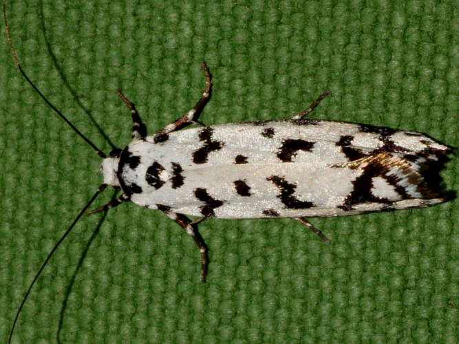 Black-spotted Moth (Ethmia eupostica)