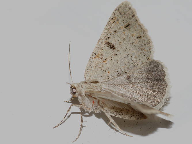 Orange-spotted Cape-moth (Amelora sp ES01)