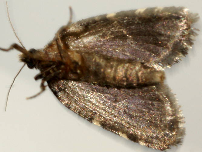 Scruffy Case Moth (Ardiosteres moretonella)