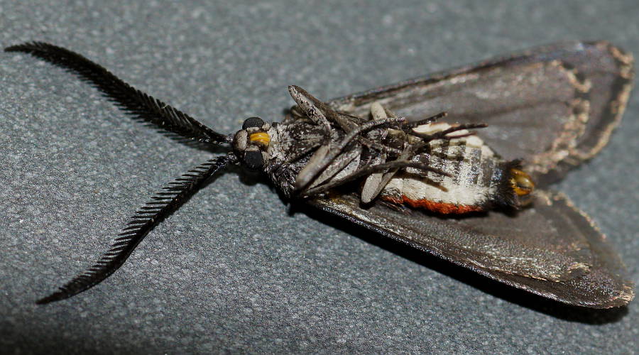 Wasp Mimicking Forester (Myrtartona rufiventris)
