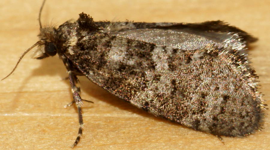 Scruffy Case Moth (Ardiosteres moretonella)
