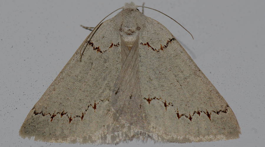 Fine-lined Cape-moth (Loweria stenoscia)