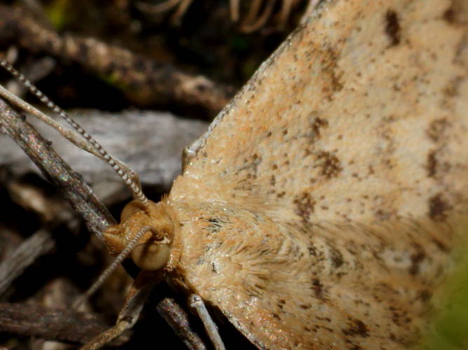 Plantain Moth (Scopula rubraria)
