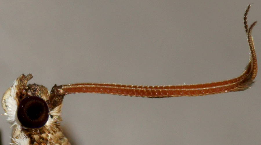 Antler Moth (Nacoleia rhoeoalis)