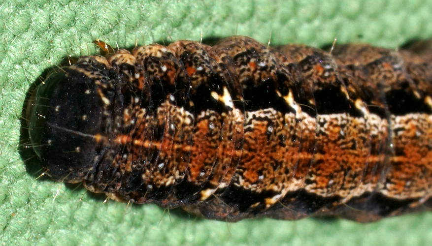 Herringbone Caterpillar (Proteuxoa cf sp ES01)