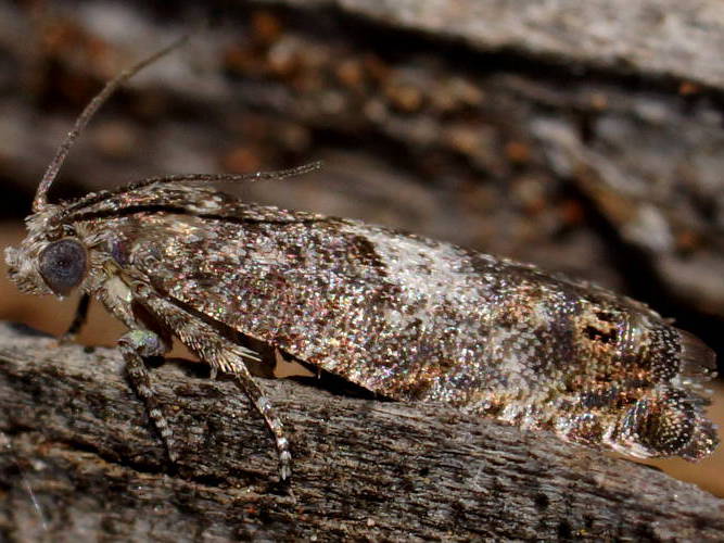 Patchy Leaf Roller (Eucosma sp ES01)