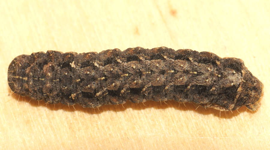 Herringbone Caterpillar (Proteuxoa cf sp ES05)