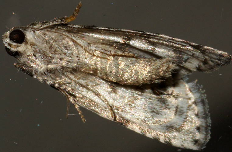 Lichen Double-spot Moth (Epicyrtica lathridia)