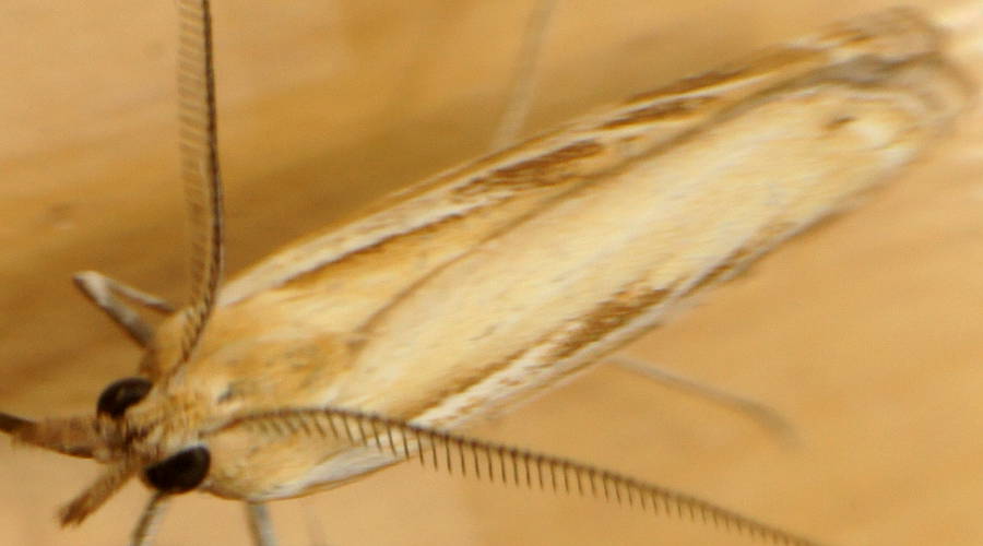 Broken Line Grass Webworm (Hednota panteucha)