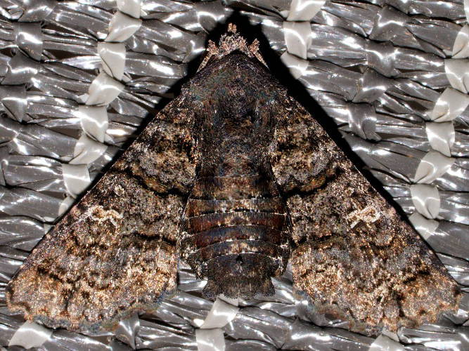 Brown Eutelin Moth (Pataeta carbo)