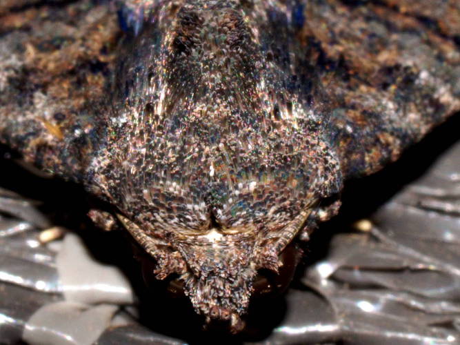 Brown Eutelin Moth (Pataeta carbo)