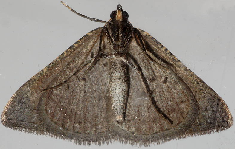Grey Taxeotis (Taxeotis intextata)