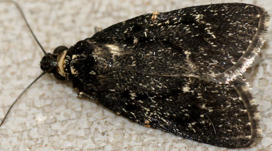 Black Pyralid (Stericta carbonalis)
