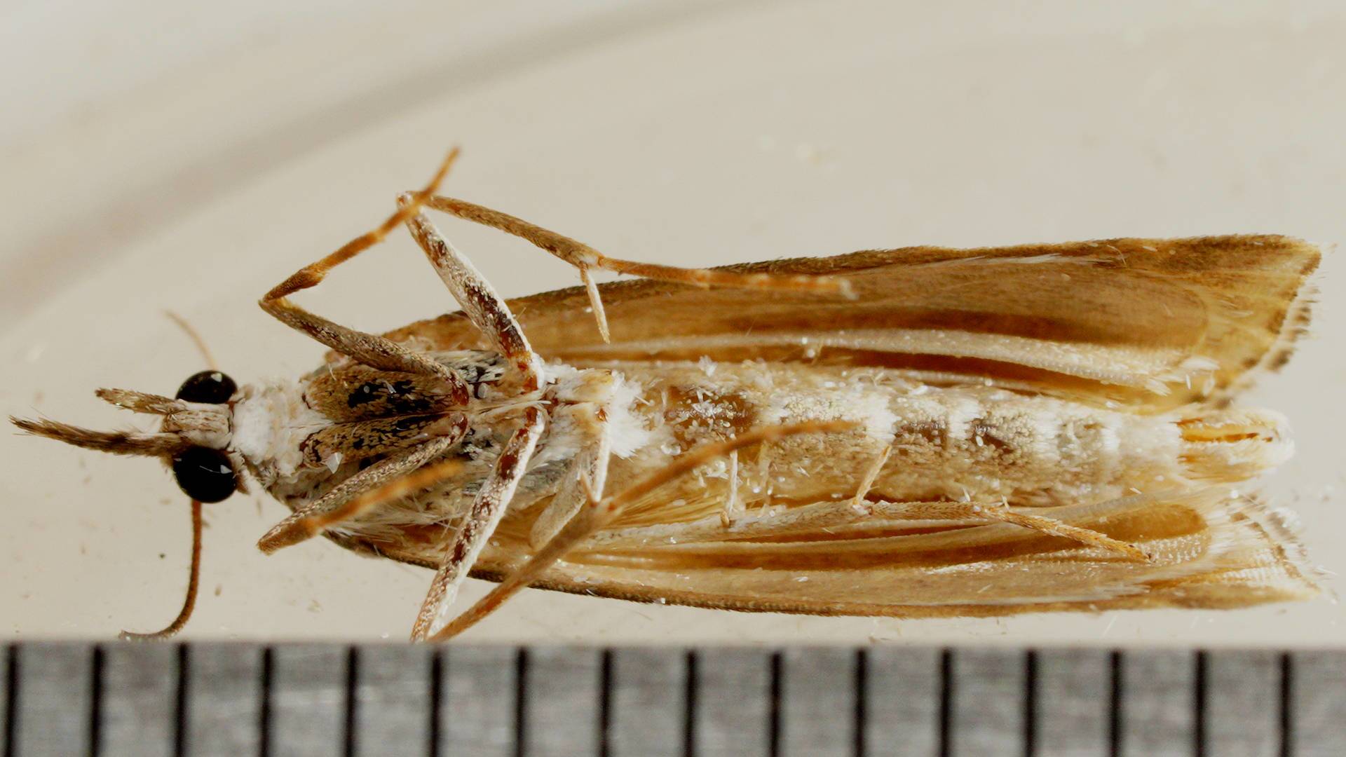 Long-palped Webworm (Hednota longipalpella)
