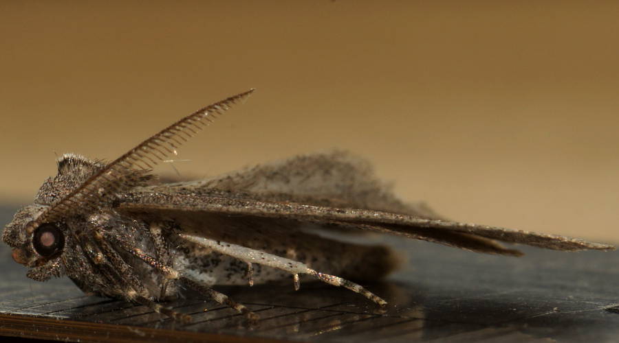 Peaked Cape-moth (Amelora cf ceraunia)