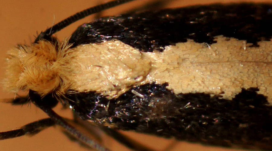 Bird Nest Moth (Monopis crocicapitella)