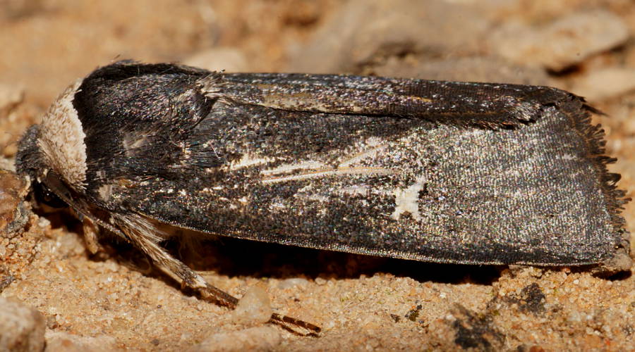 Noctuid Moth (Proteuxoa cinereicollis)