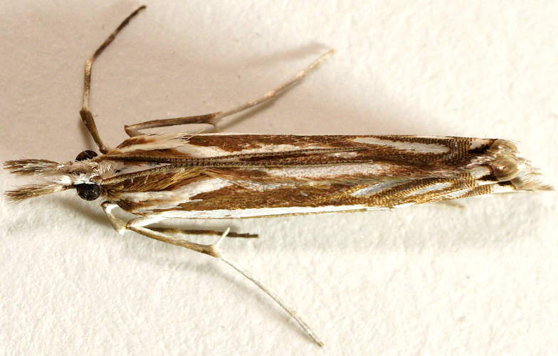 Serrated Antennae Webworm (Hednota impletellus)