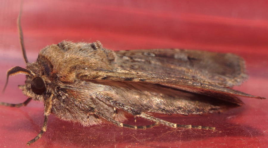 Bogong Moth (Agrotis infusa)