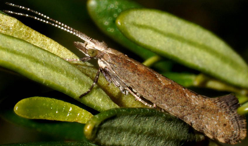 Australian Diamondback Moth (Plutella cf australiana)
