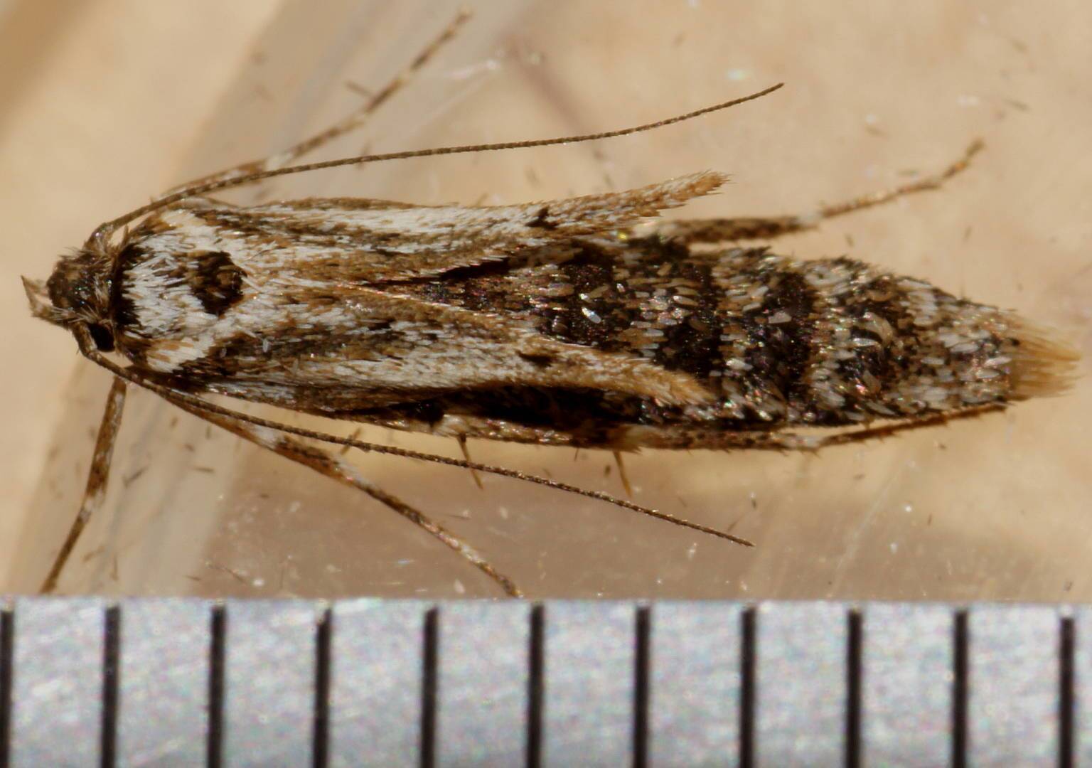 White Ground Moth (Philobota sp ES03)