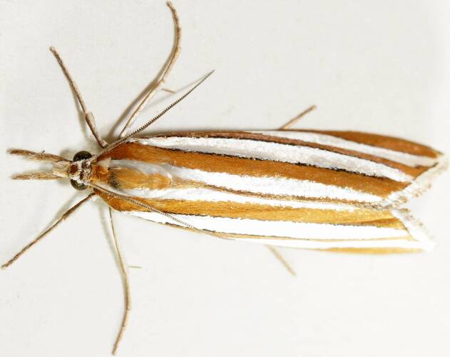 Double-striped Grass Moth (Hednota bivittella)